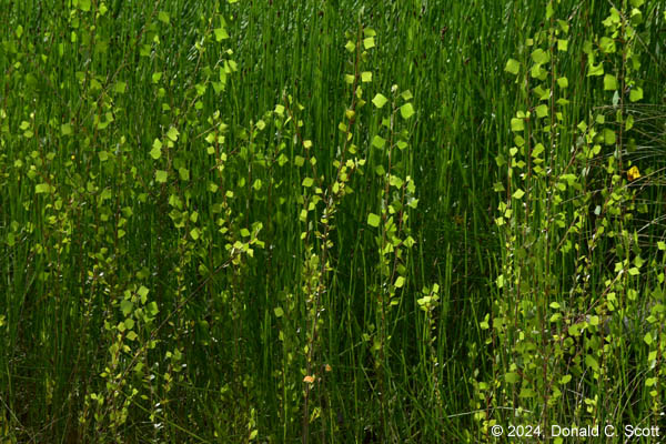 Textures and Patterns of Cienega Creek