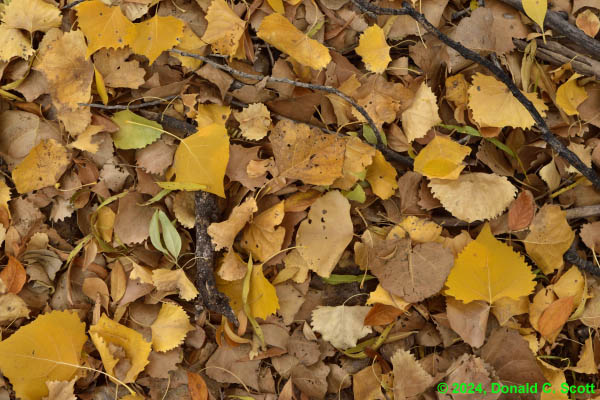 Autumn Leaves at Cienega Creek – 2024